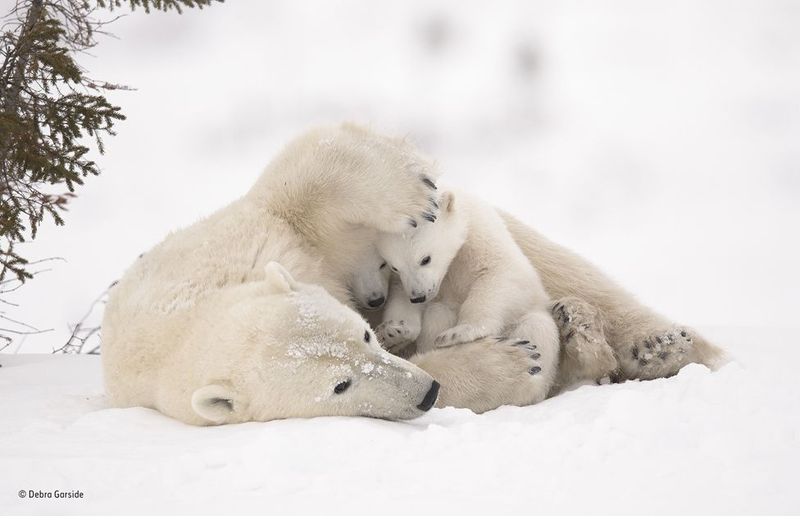 Image: Wildlife Photographer of the Year / Debra Garside